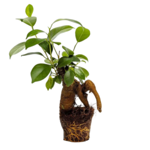 Ficus Ginseng Bonsai - Plant - 15 Cm